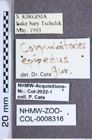 Etikette zu Corymbitodes epipedus (Gurjeva, 1985) (NHMW-ZOO-COL-0008316)